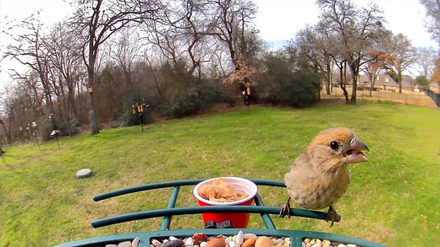 5 Tips to Manage Bird Feeding in Your Backyard