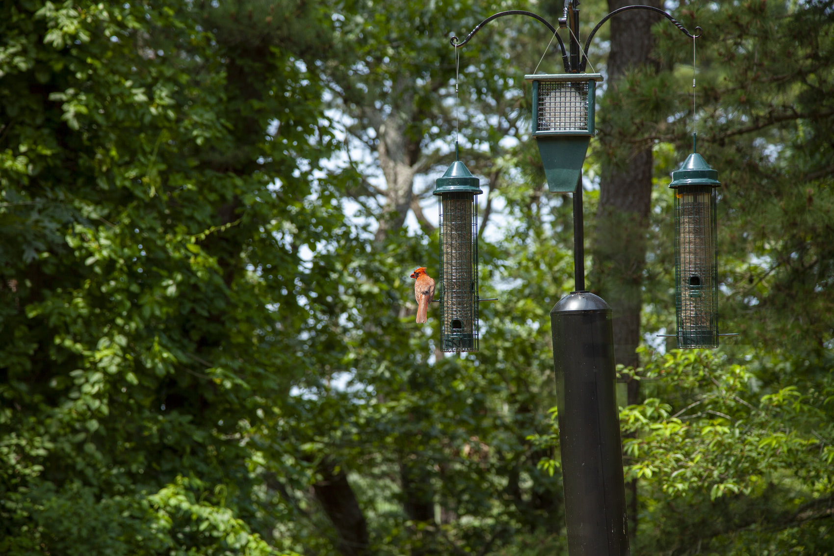 Smart Bird Feeding: 7 Science-Backed Safety Rules
