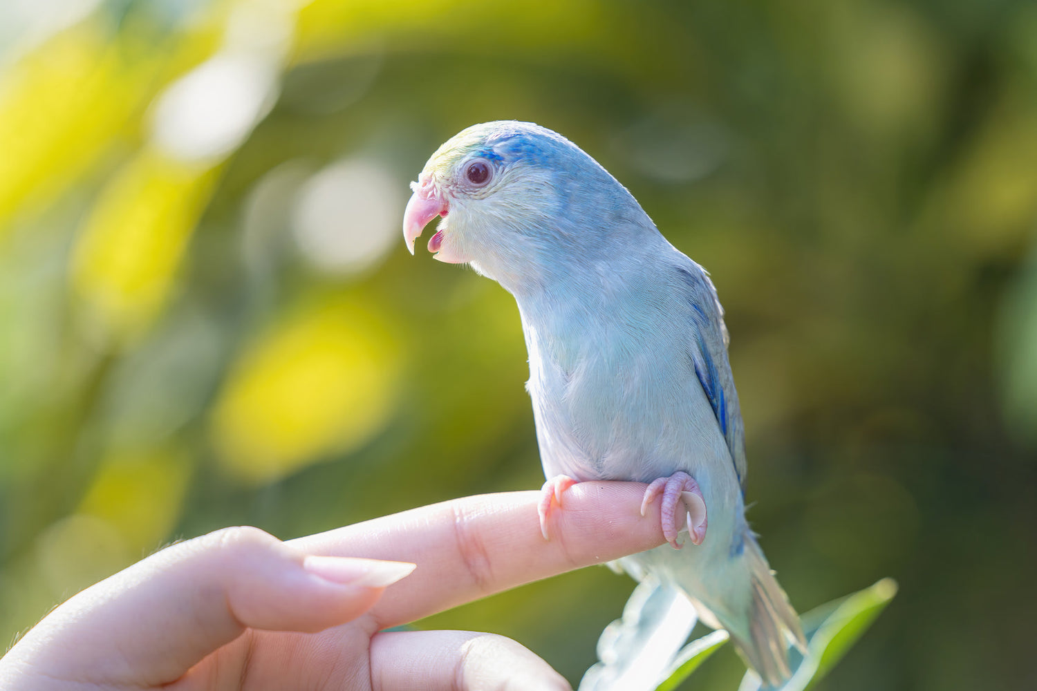 The 3 Best Friendly Pet Bird Species