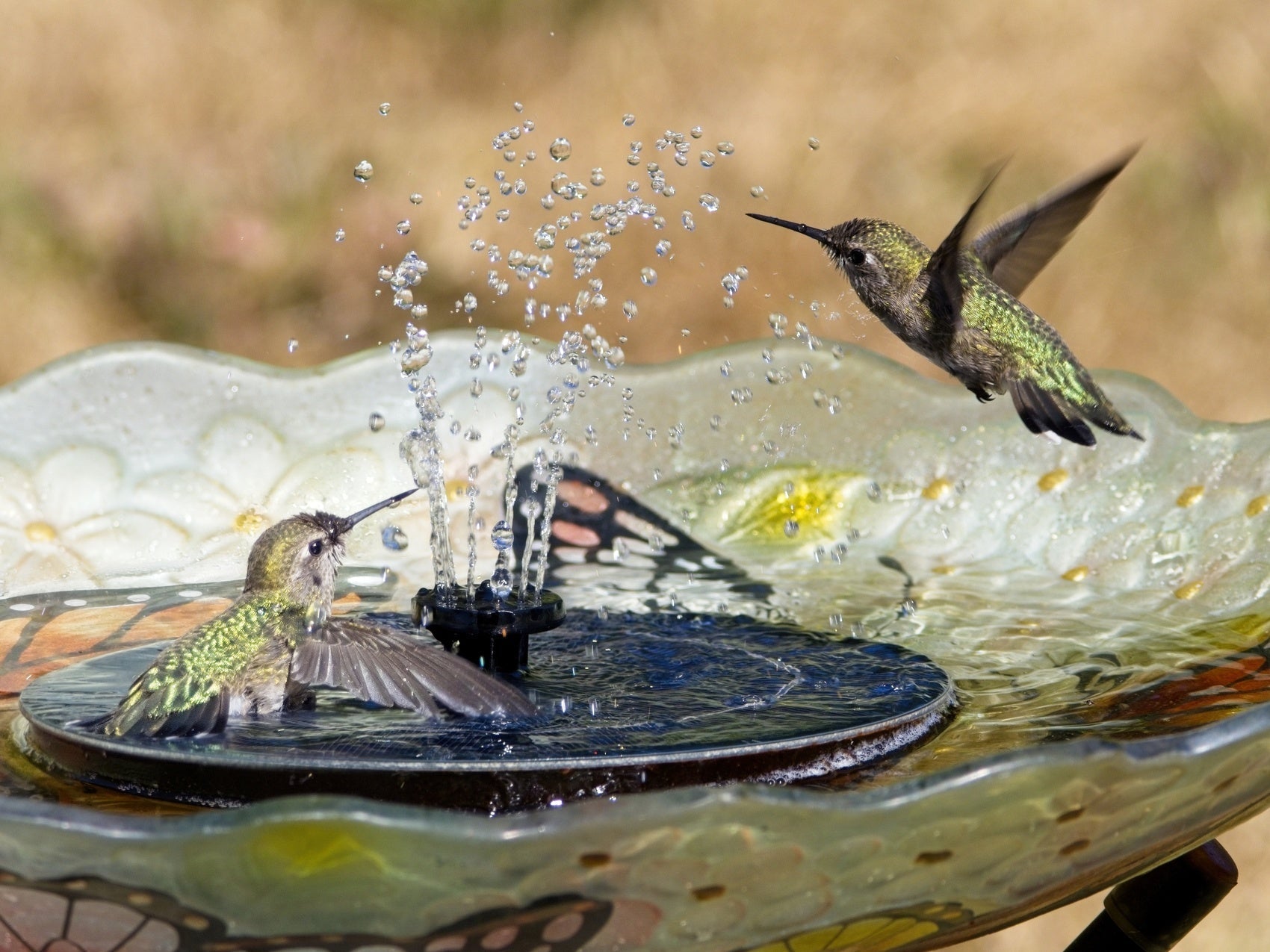 Summer Bird Feeding Tips: Keep Your Feathered Friends Cool & Happy