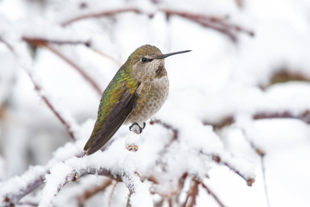 Do All Hummingbirds Migrate to Escape Winter Chill? - Soliom