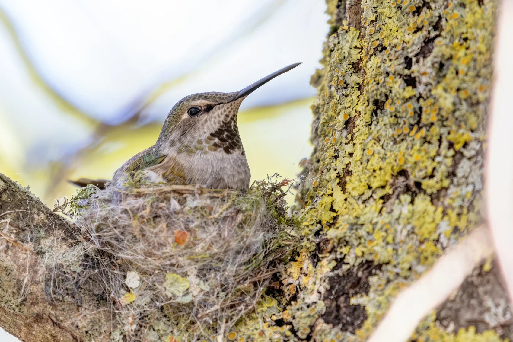 The Tireless Love of a Mother Hummingbird