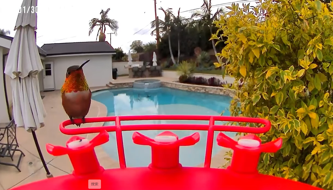 The Enchanting World of Spring Hummingbirds - Soliom