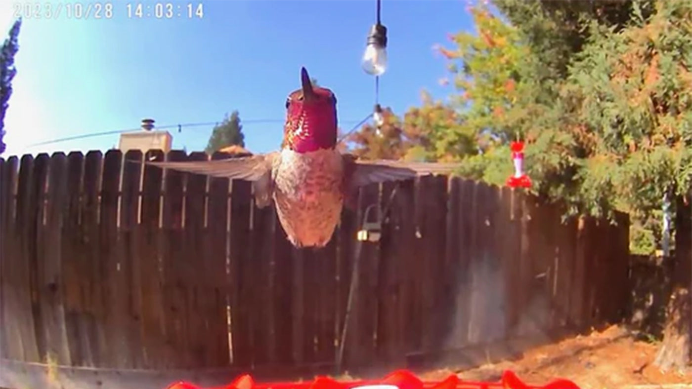 Why the Hummingbird Didn't Come to the Feeder: A Closer Look - Soliom