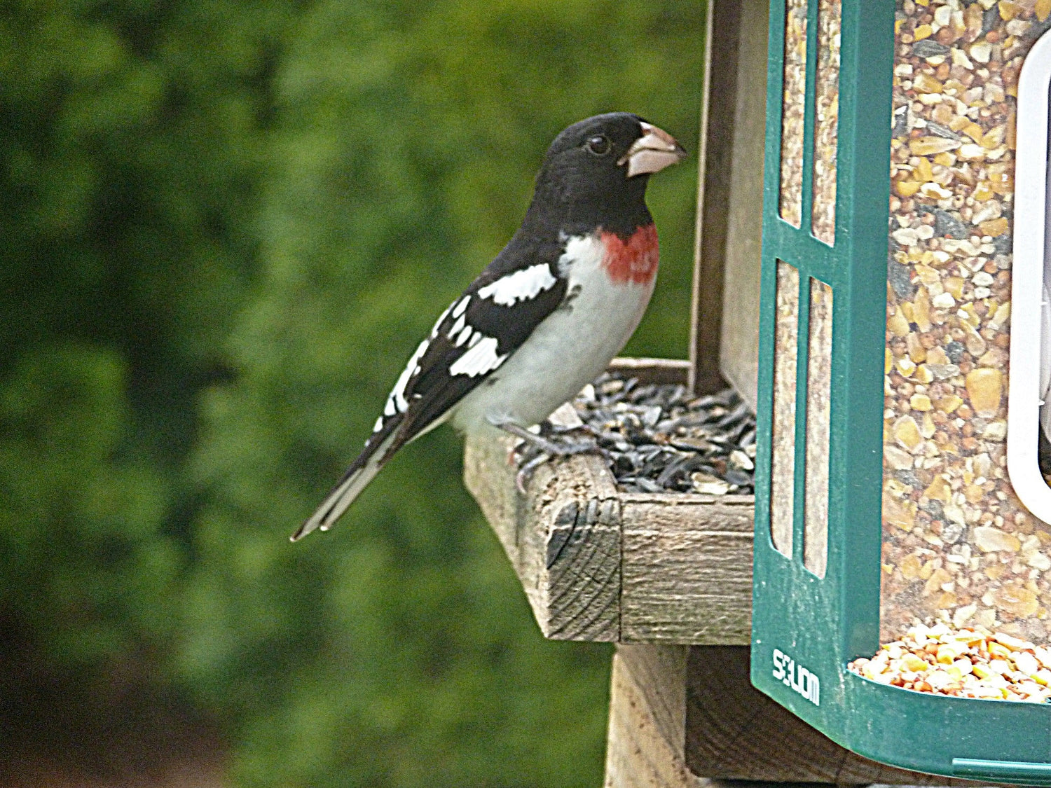 🐣 A Hands-On Guide to Raising Birds: From Hatchling to Adulthood
