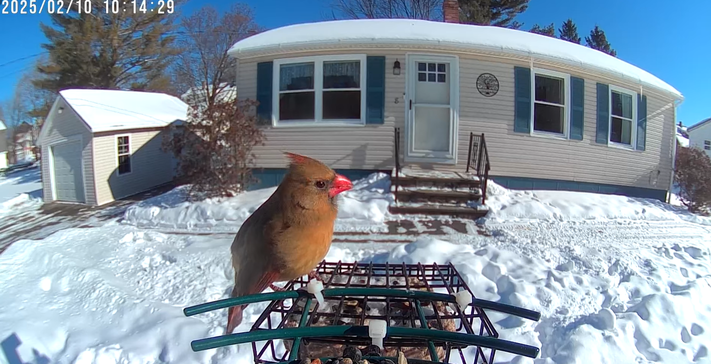 5 Tips for Maintaining Your Soliom Smart Bird Feeder in Winter - Soliom