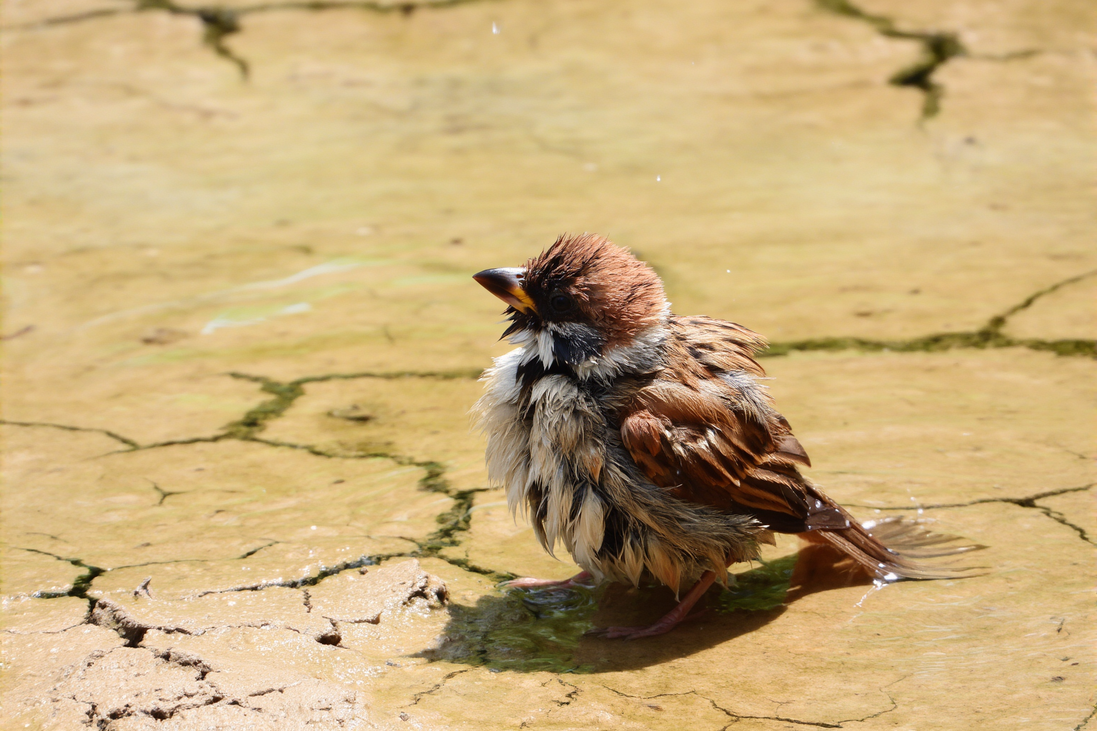 US Summer Survival: 5 Genius Ways Birds Stay Cool (You Can Watch!)
