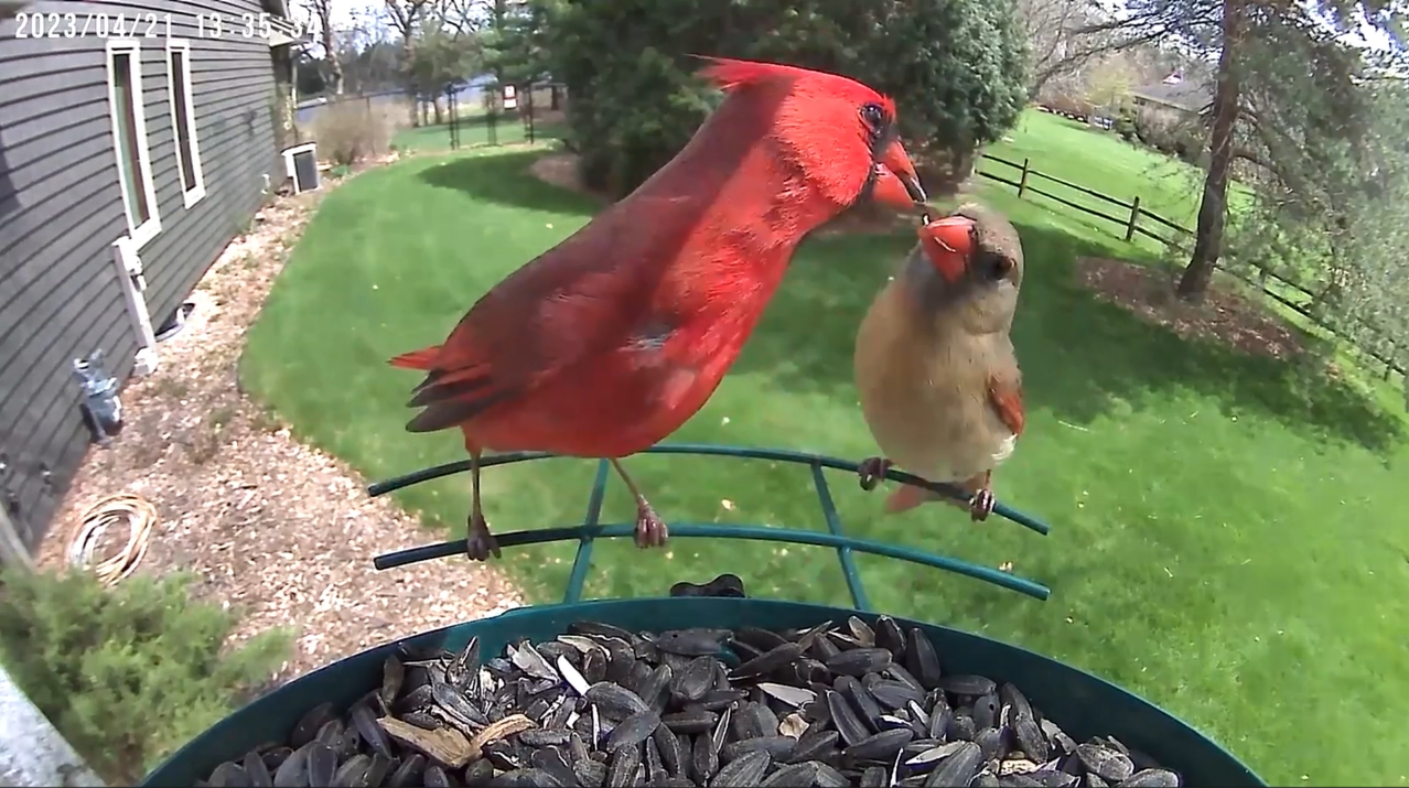 Why are male and female cardinals always together