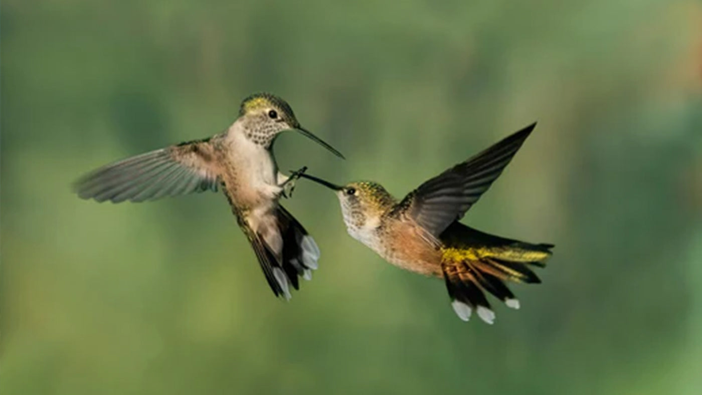 Will Hummingbirds Share a Feeder?