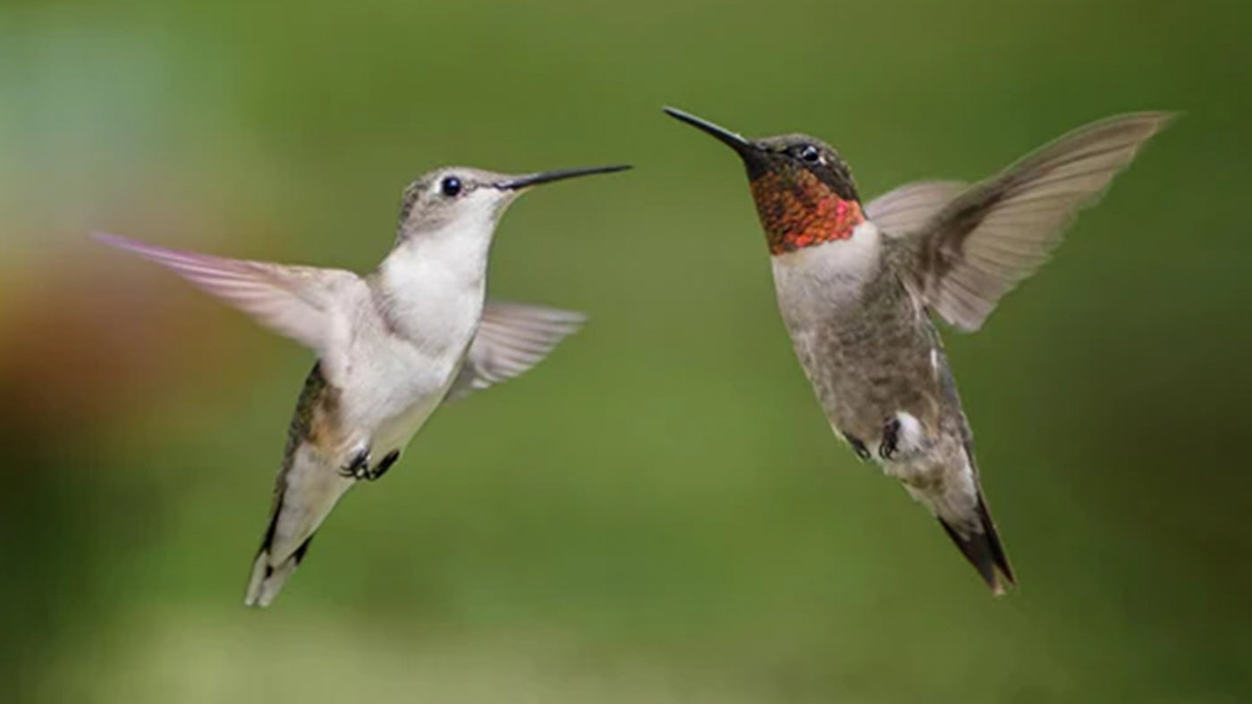 Why Male Hummingbirds Outshine Females in Color