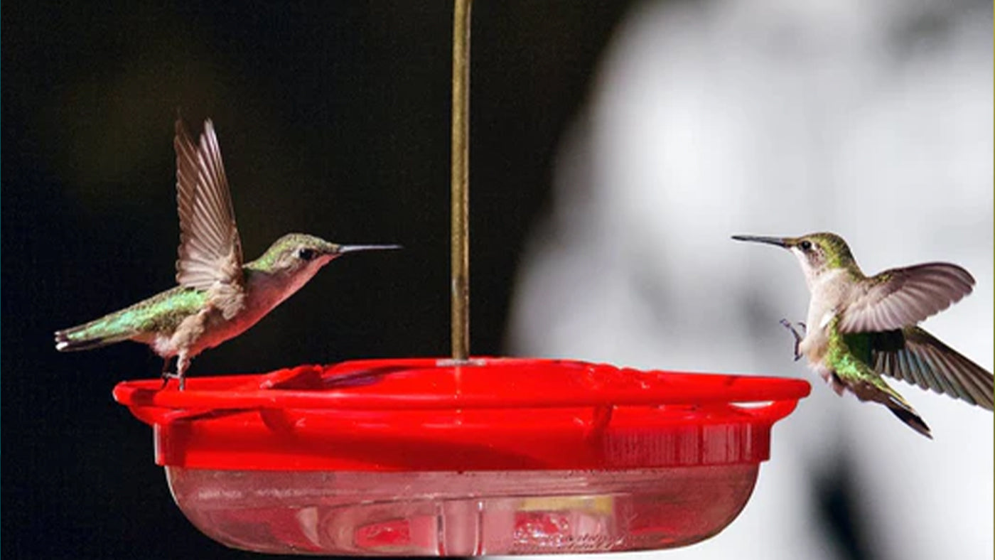 Attracting Hummingbirds to Your Bird Feeder: A Comprehensive Guide Introduction