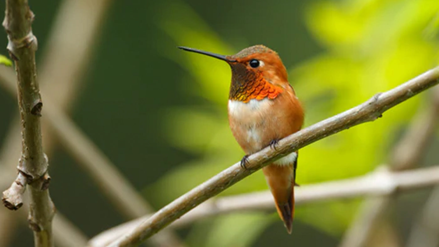 10 funny facts about hummingbirds