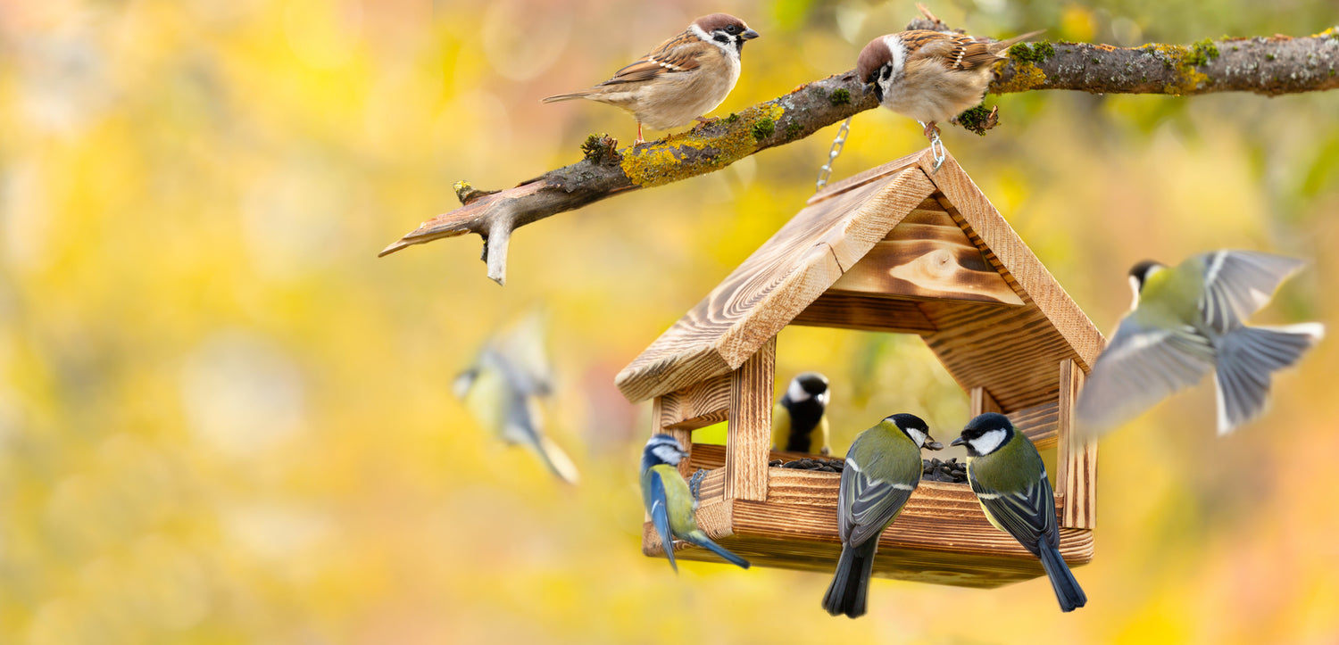 8 Ways to Get Your Yard Ready for Fall Bird Feeding