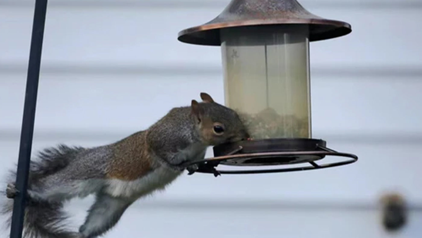 3 Tips for preventing squirrels from the bird feeder