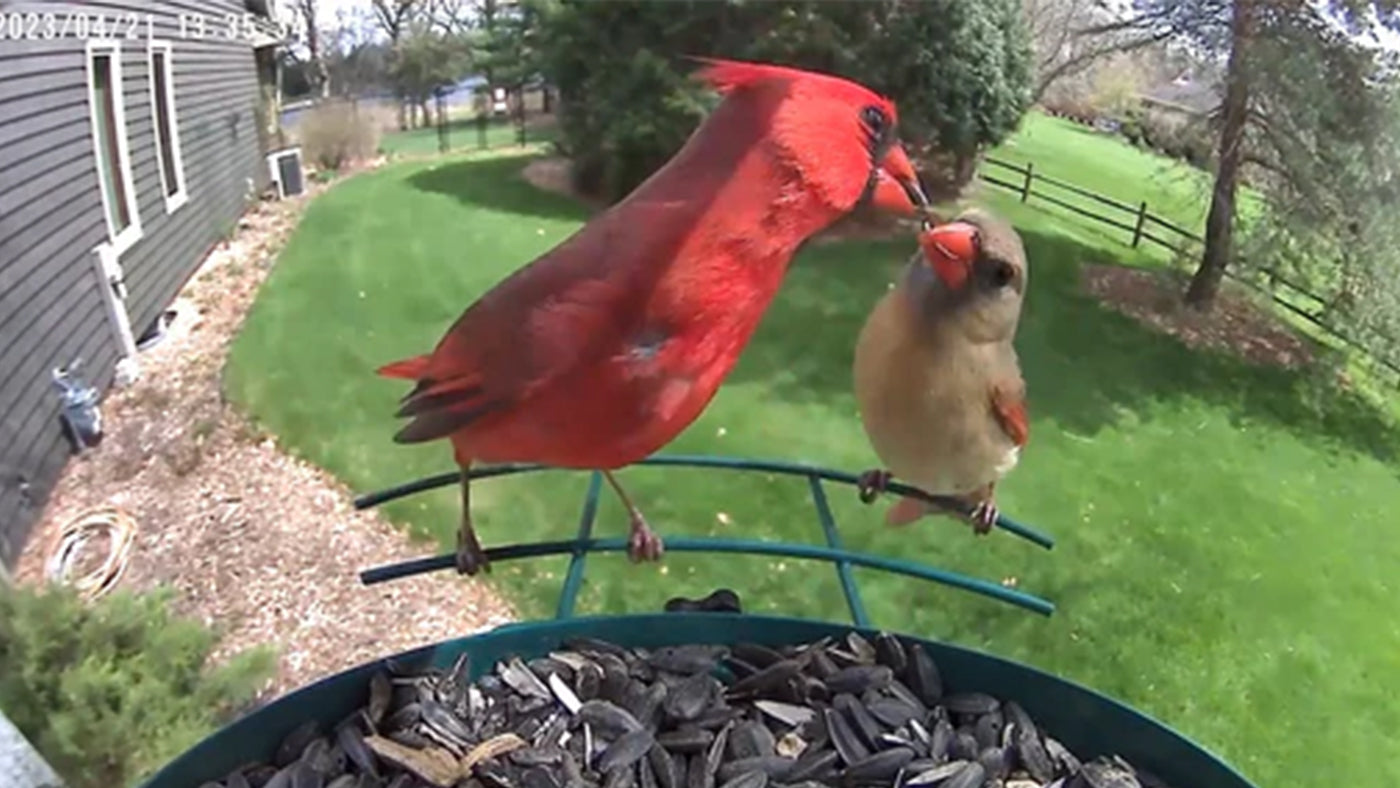 Why are male and female cardinals always together