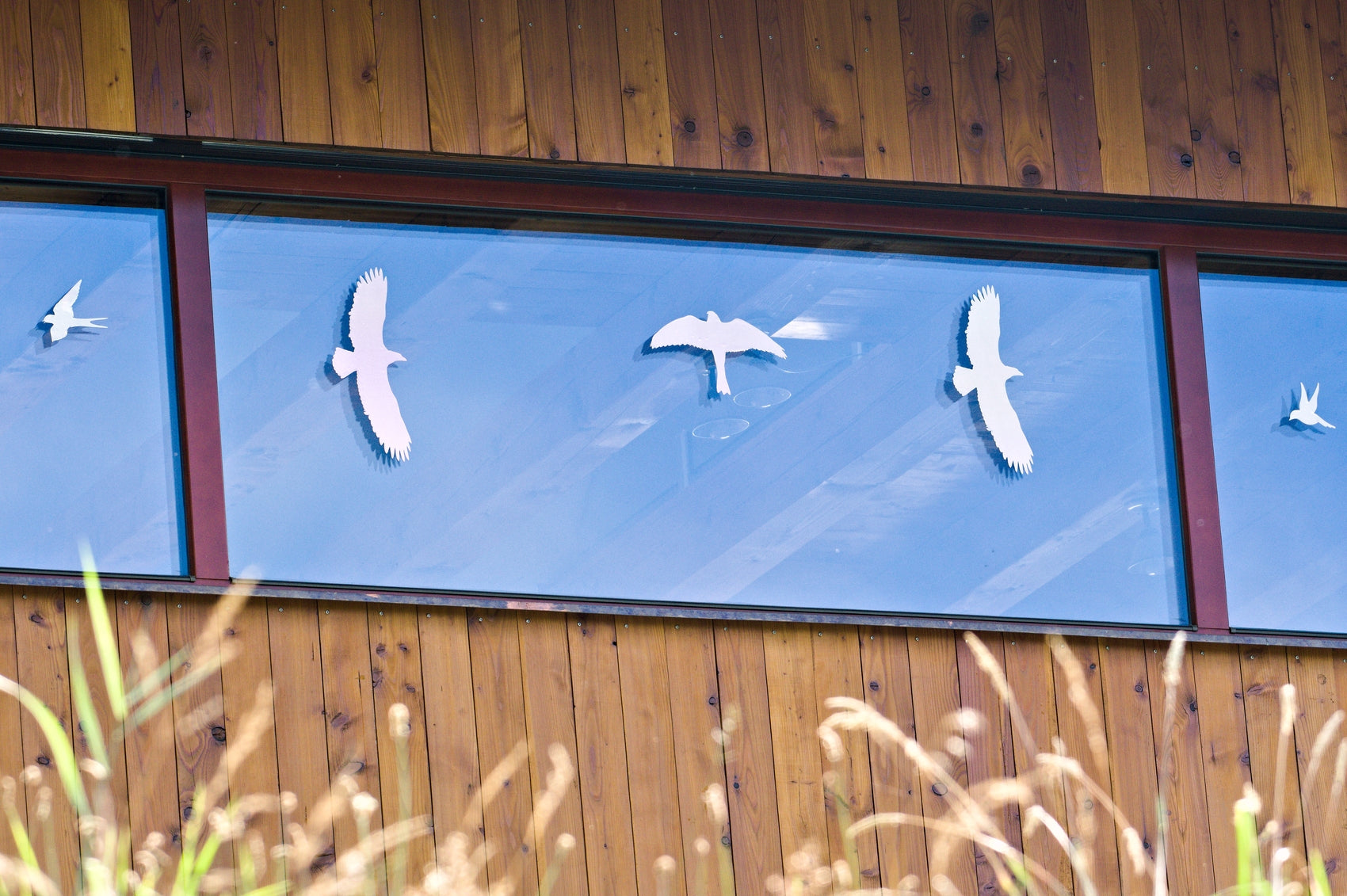 Tips to prevent birds from colliding with windows