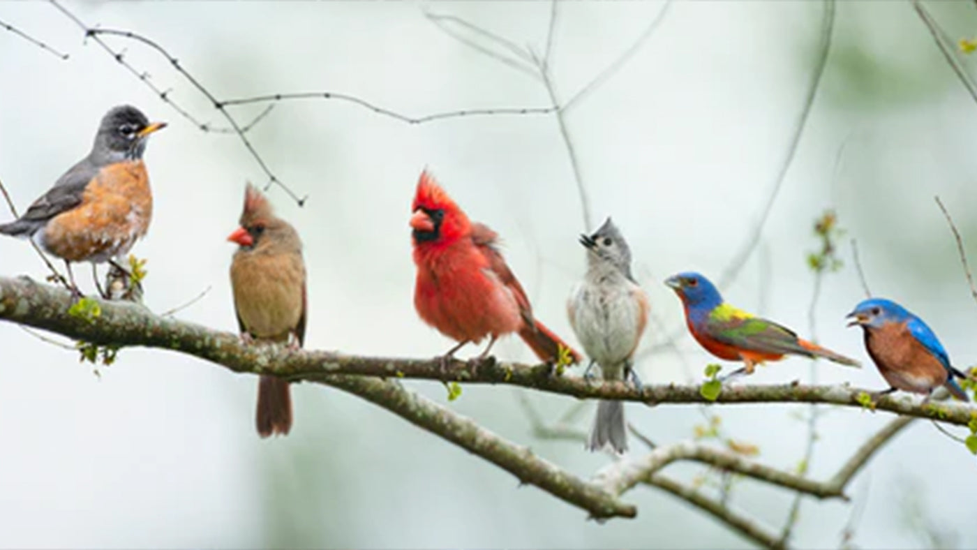 Top 10 Most Popular Bird Species in North America and Backyard Tips-Part 1