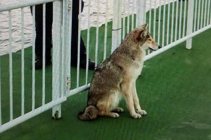 Coyote caught on security camera running through Bel Air man's yard