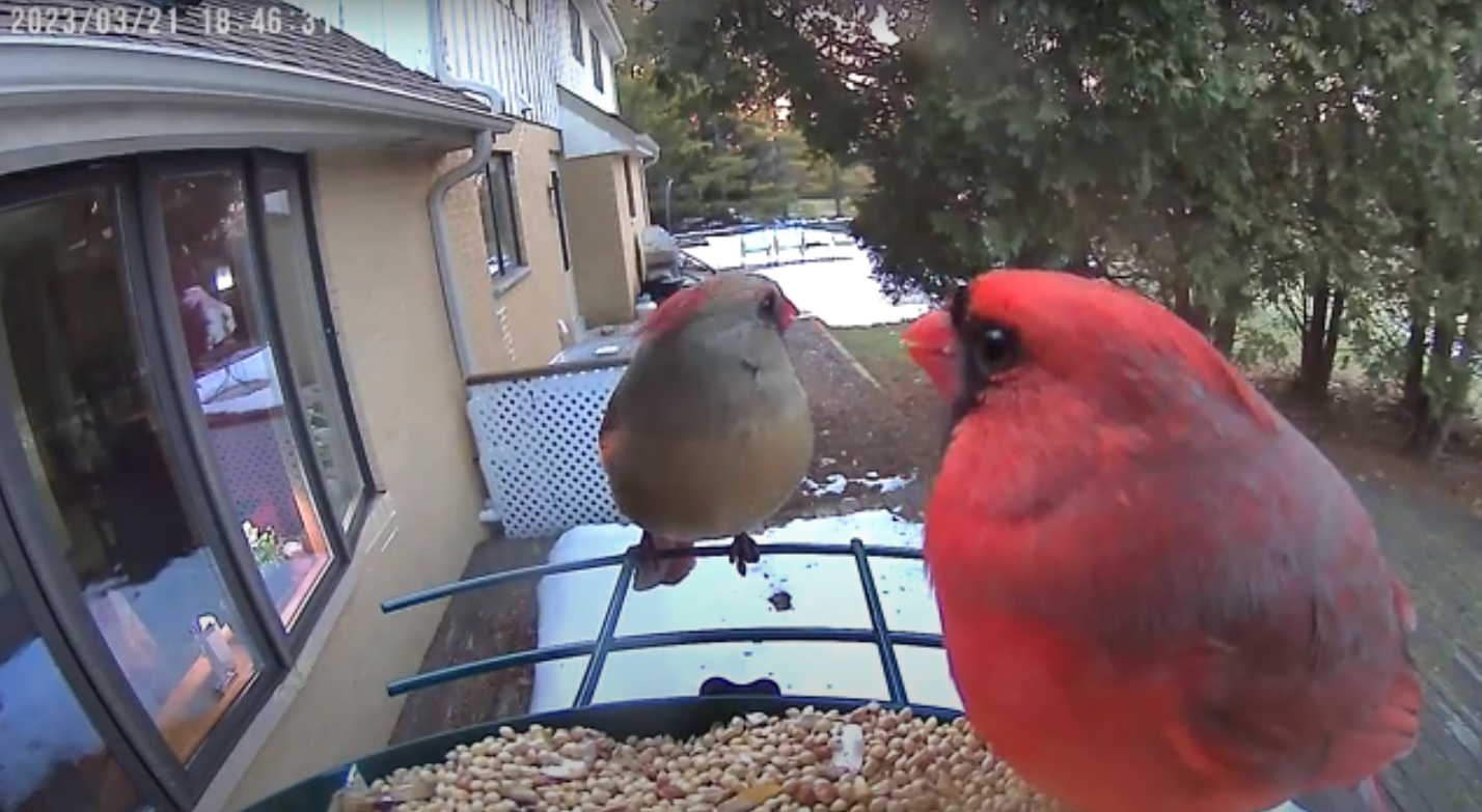 The Ultimate Smart Bird Feeder Camera For Bird Lovers