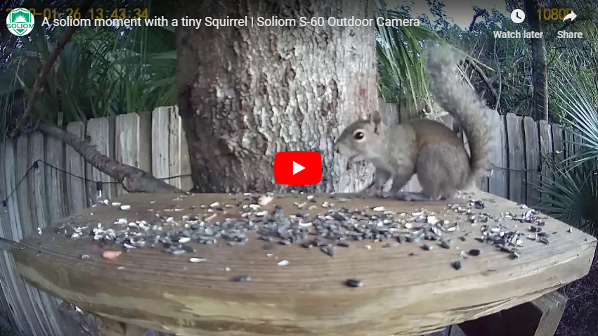 See What This Cute Tiny Squirrel Doing -Captured by Soliom Camera