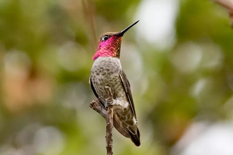 Why Do Hummingbirds Shine?