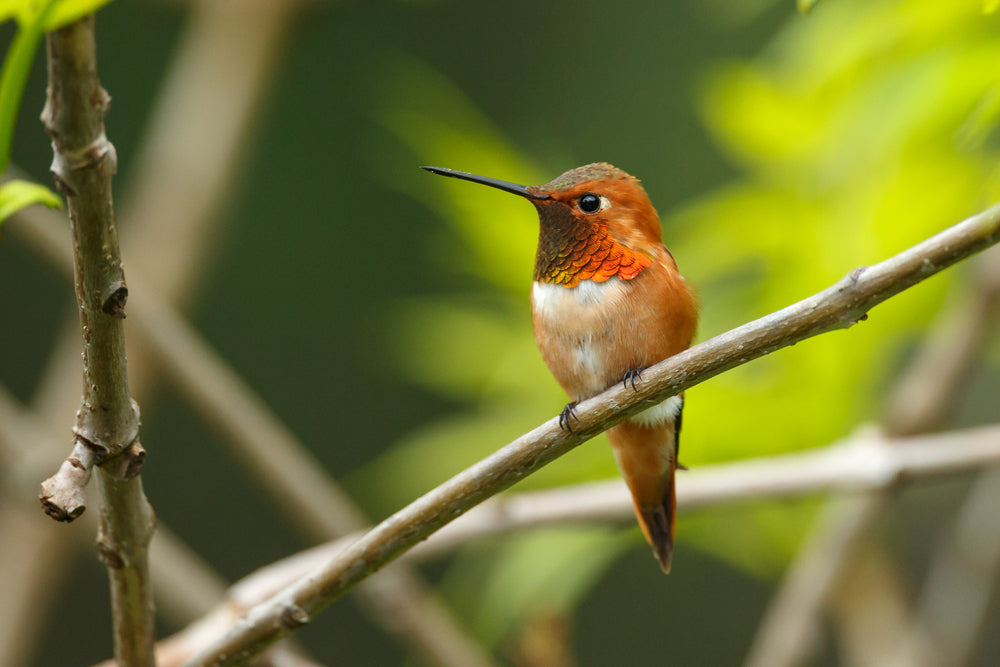 10 funny facts about hummingbirds