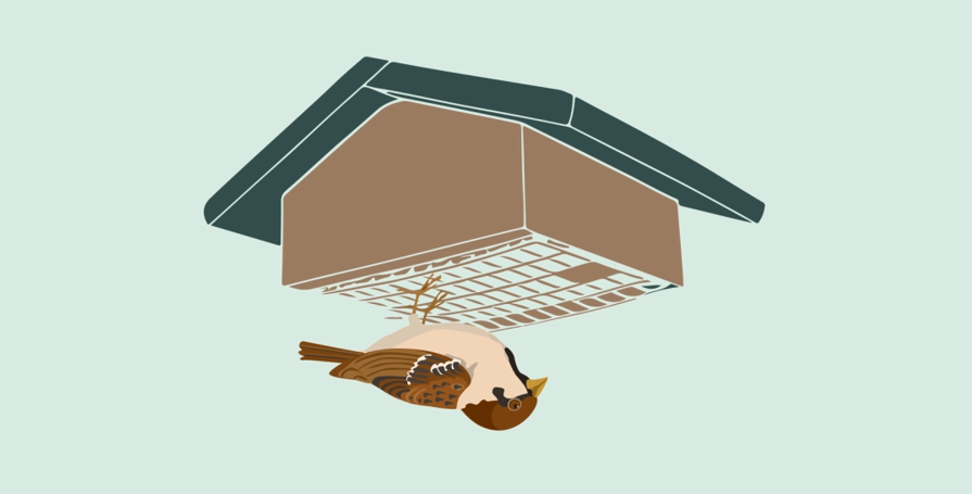 3 Smart Tips to Deter Sparrows Without Driving Away Other Birds