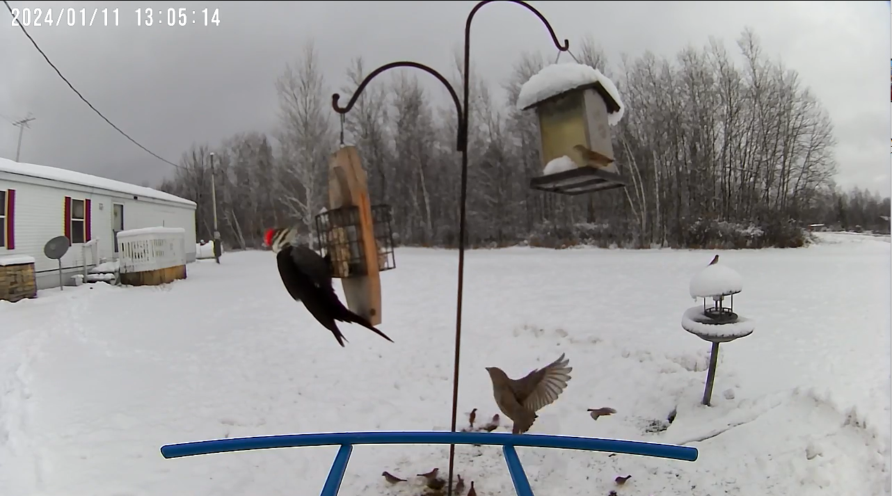 Helping Birds in Winter